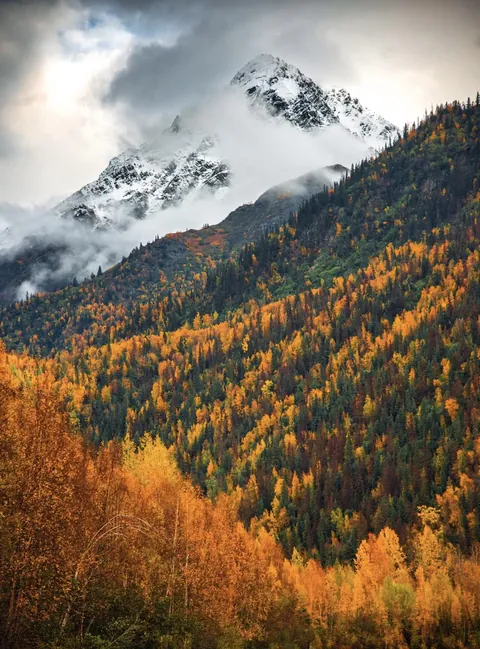 Snow capped mountains and fall foliage in Alaska. [1365x1845] [OC]