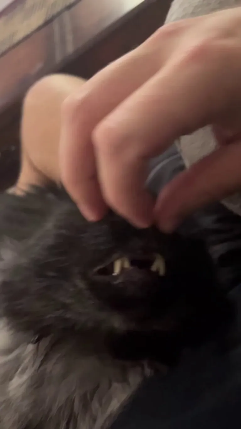 Grendel and his ridiculous love for nose scratches