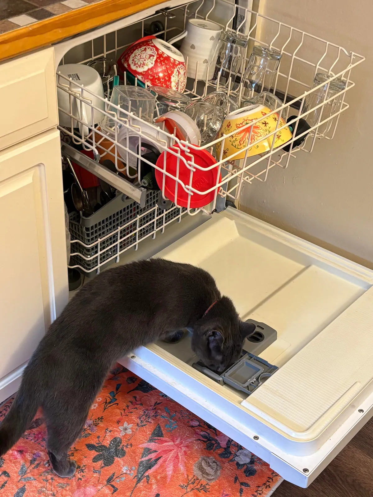 dishwasher repair man