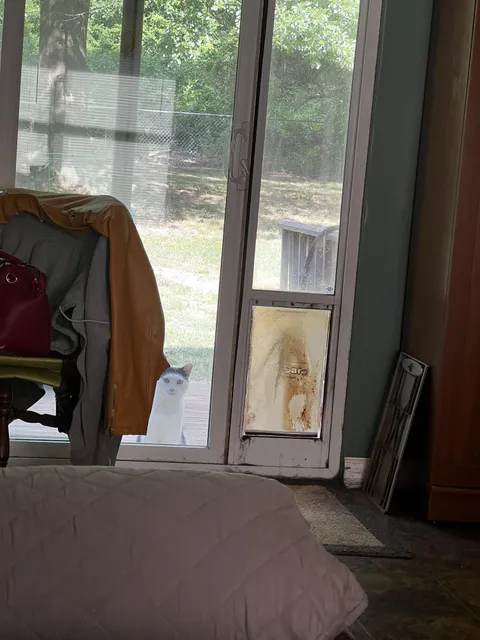 I don’t have a cat