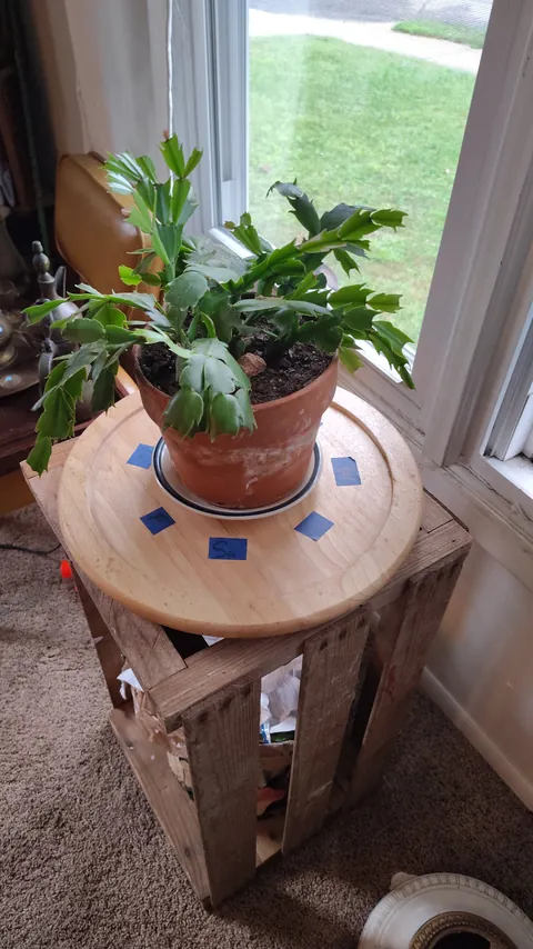 Daily hack : 0005 -lazy Susan under large plants allows for adjustment