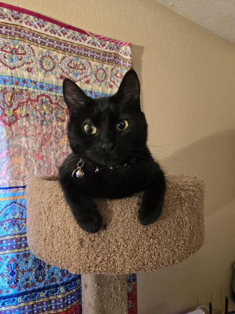 looks like she's got tiny legs