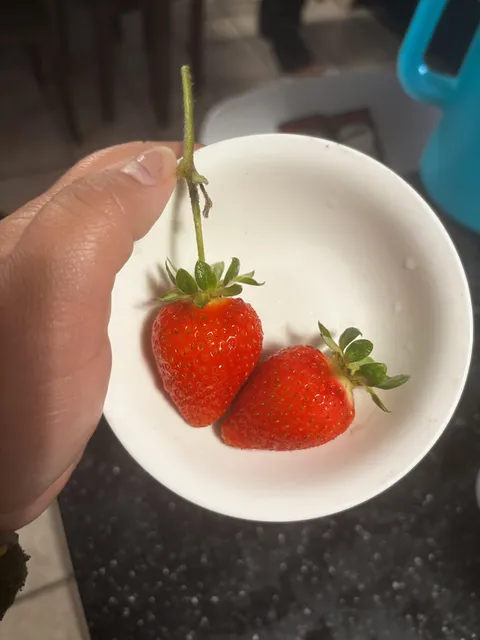 Very proud of my first strawberries from my garden. 🍓