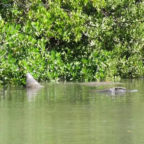 🔥 Manatees reaching out of the water to eat mangrove leaves in a canal in St Pete, Florida. They don't just eat seagrass.