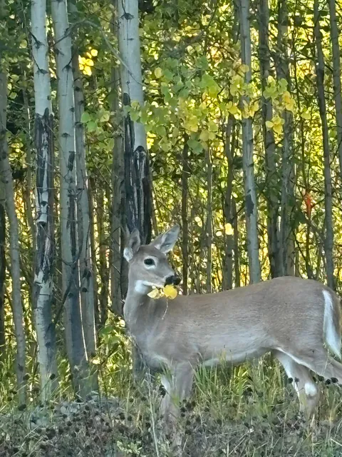 My backyard in the fall is my favourite place on earth 💗