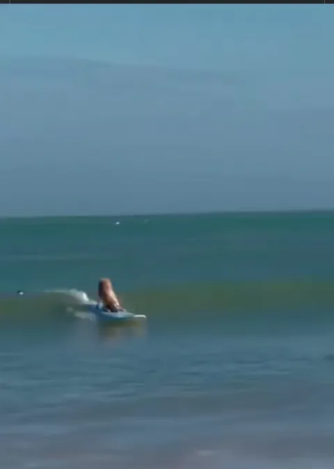 Easily the coolest dog ever.