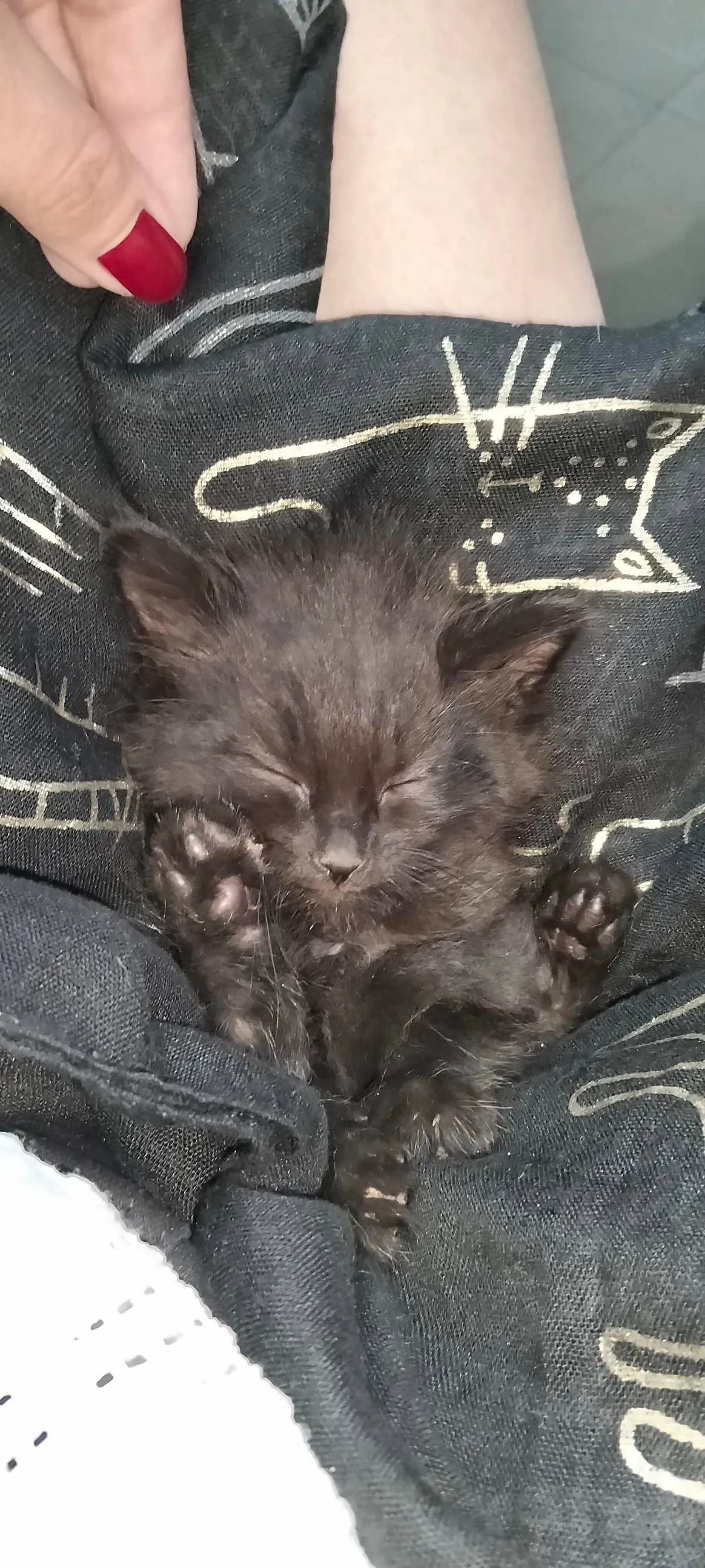 Just kitten things 🖤