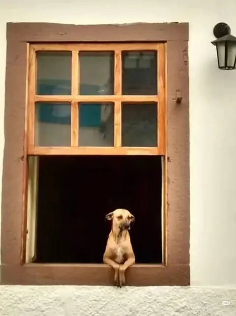 I present you Brazilian house architecture