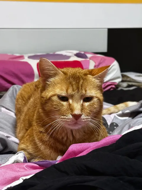 I think I'll euthanize my cat