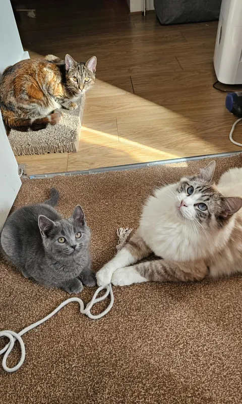 Just wanted to share even just 1% of the joy that my clowder brought me today 🥰