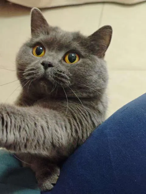 She always tries to get my attention🥺