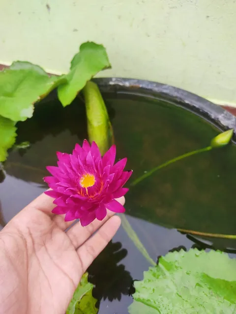 Some rare varieties of water lilly in my garden