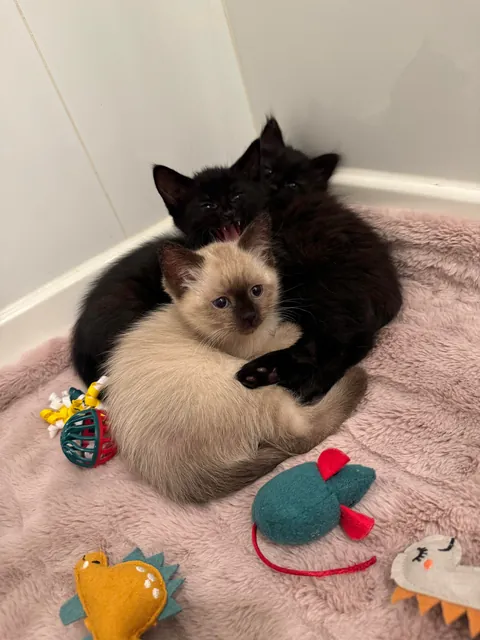 My husband spotted a box stuck under a truck driving through a parking lot in Burnaby, BC. He flagged the driver down and helped get the box unstuck. When he opened it, he found three tiny babies inside!