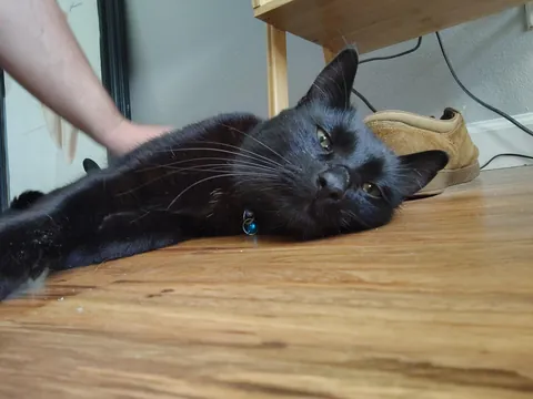 Onyx did so well on his 7hour drive. Time to collect dust off the floor