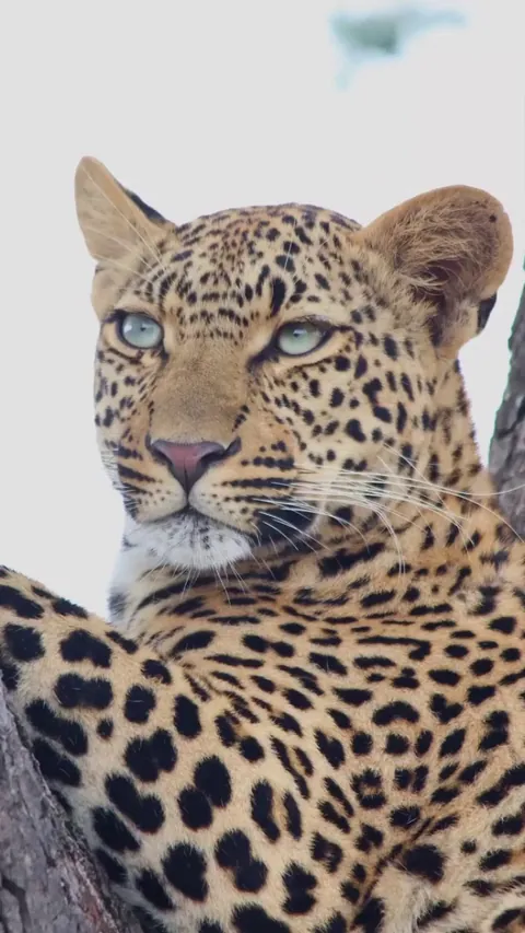 🔥 Young leopardess with distinctive, striking eyes in the Sabi Sands Nature Reserve. Aptly named Xihangu, meaning Ice