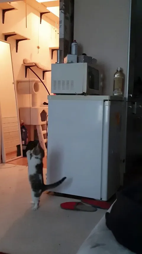 Cat takes down stuck toy so kitten can play with it again