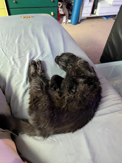 My 18 year old, needy senior.