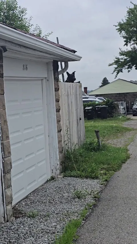 This jumping dog on our walk always cracks me up