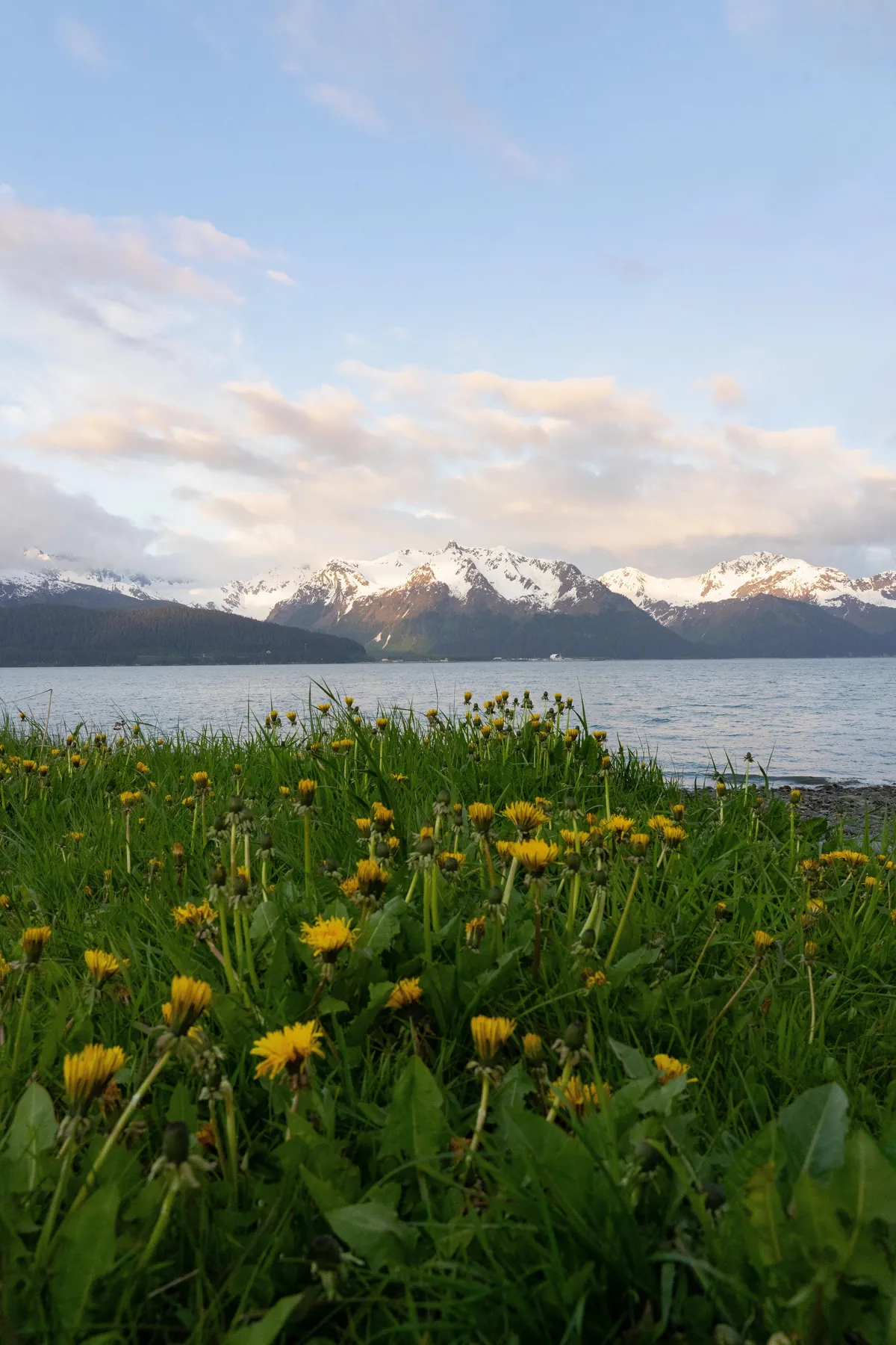 Bears and views in Alaska, June 2025