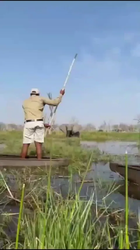 🔥Young bull elephant reminds humans it's his turf. Or pool, in this case