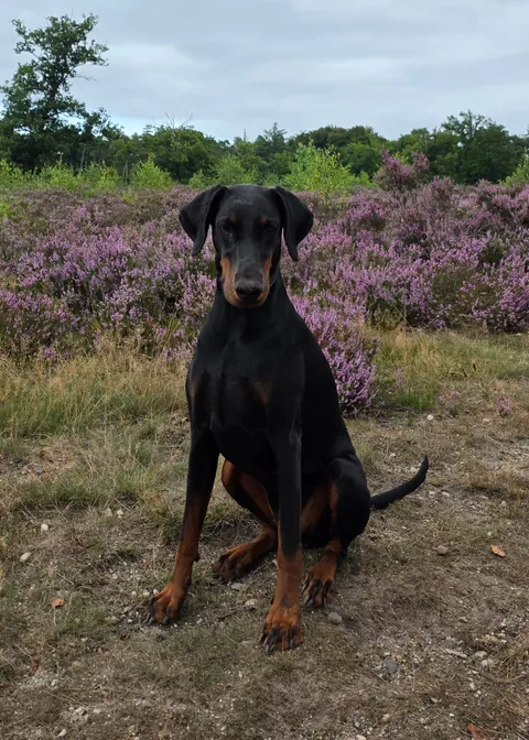 Sasha, my European Doberman with a tail and floppy ears