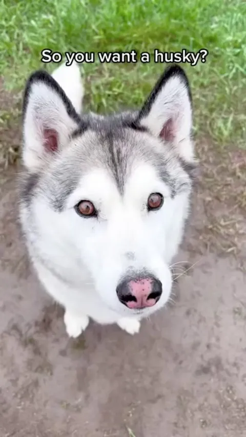 Are you sure you want a Husky?