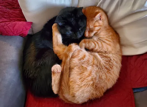 Troy and Abed are from the same litter and they're inseparable