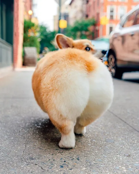 PsBattle: Backside of a Corgi