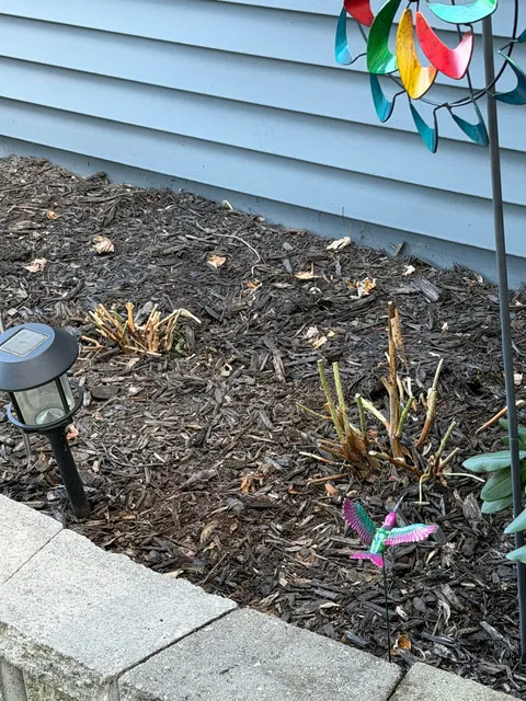 Did my mil ruin my hydrangeas?