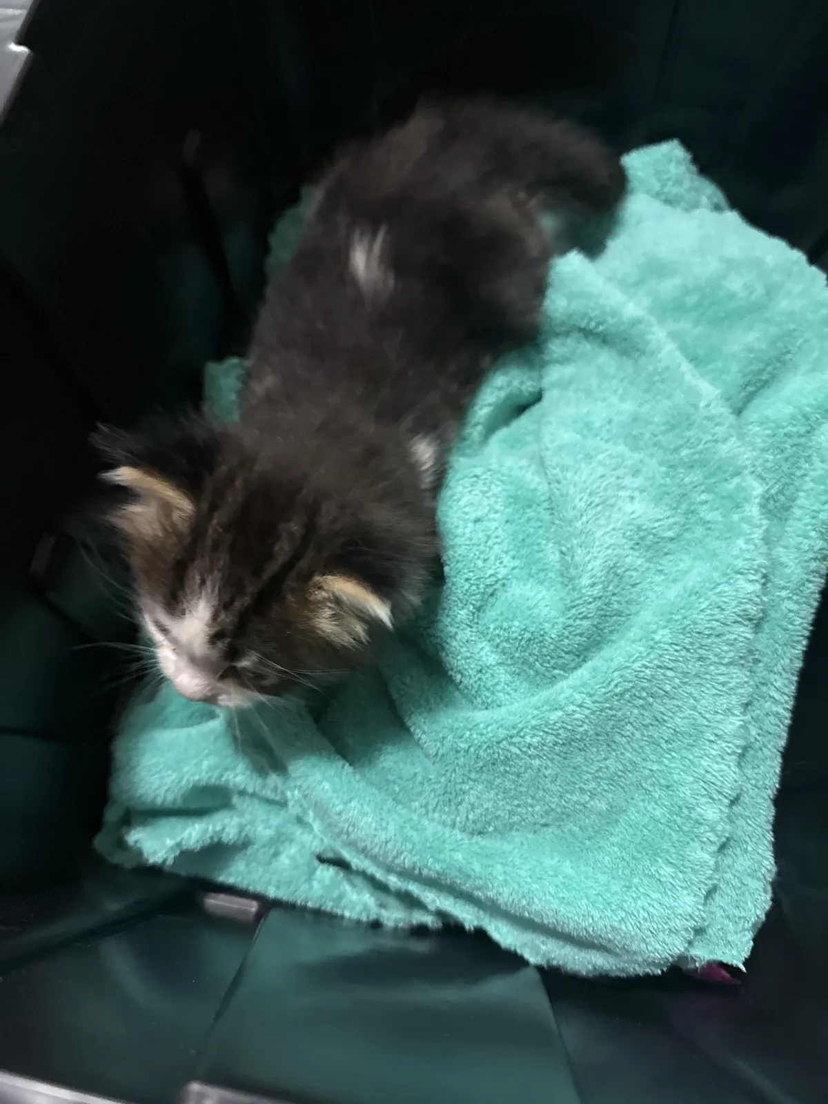 Update on the Kitten Tossed From a Car: good news