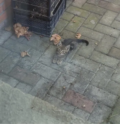 I found this little guy randomly in the backyard. He just sat there and stared at me like he was waiting. What do I do now? 😭