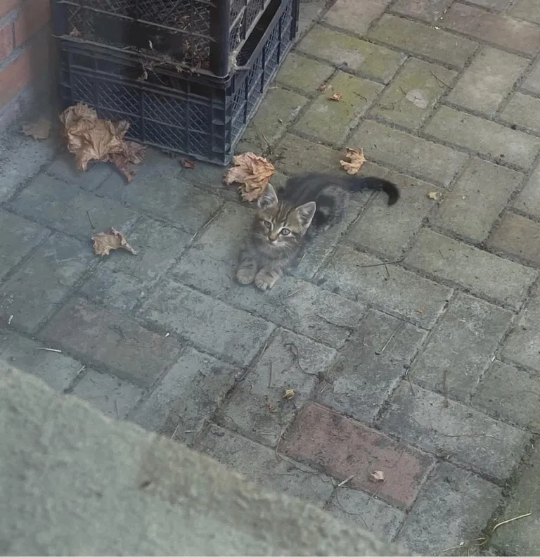 I found this little guy randomly in the backyard. He just sat there and stared at me like he was waiting. What do I do now? 😭