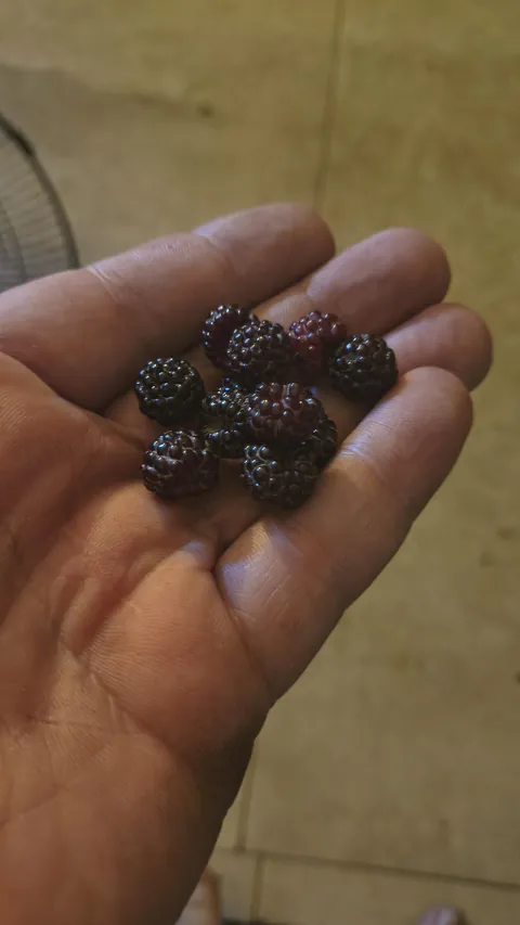 Black raspberries started growing in my front garden this year. I didn't plant them.
