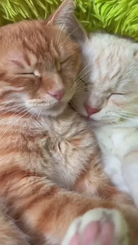 Does anyone translate cat language? What secret are these two cats talking about?