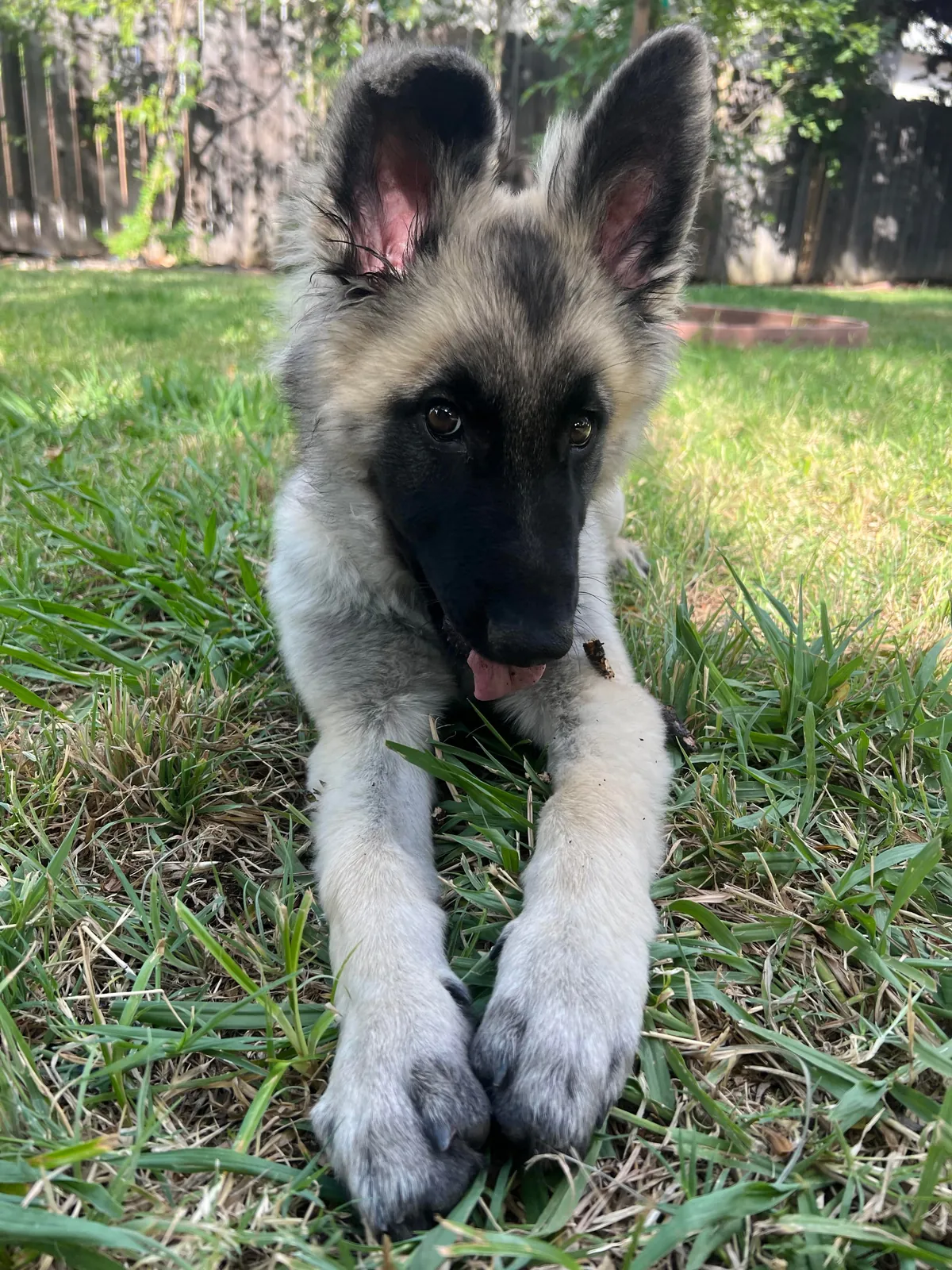 As requested heres a slew of photos of my found stray Kai Guy 😜(not sure breed mix?)