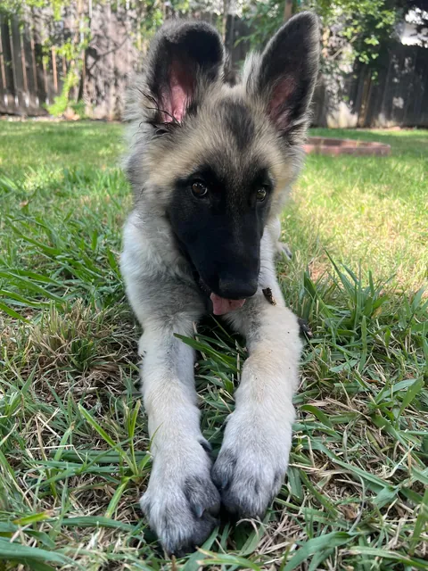 As requested heres a slew of photos of my found stray Kai Guy 😜(not sure breed mix?)