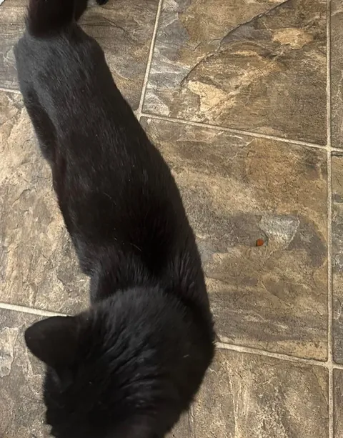 Found this void and her kittens on the side of a road 