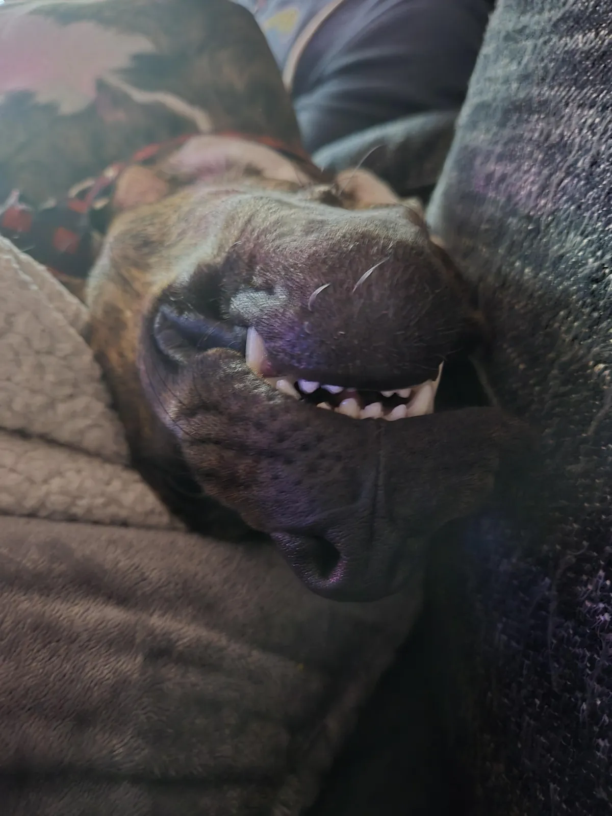 Love when they sleep upside-down 