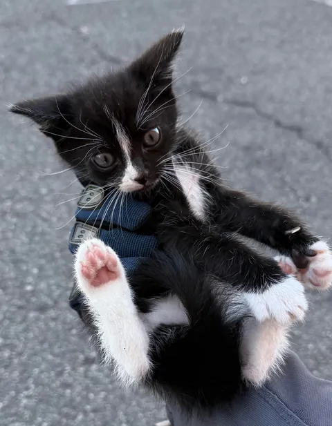 I’m a new biker and found a kitten in the road