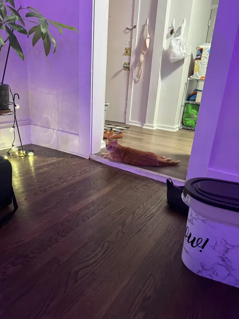 Adopted a senior cat