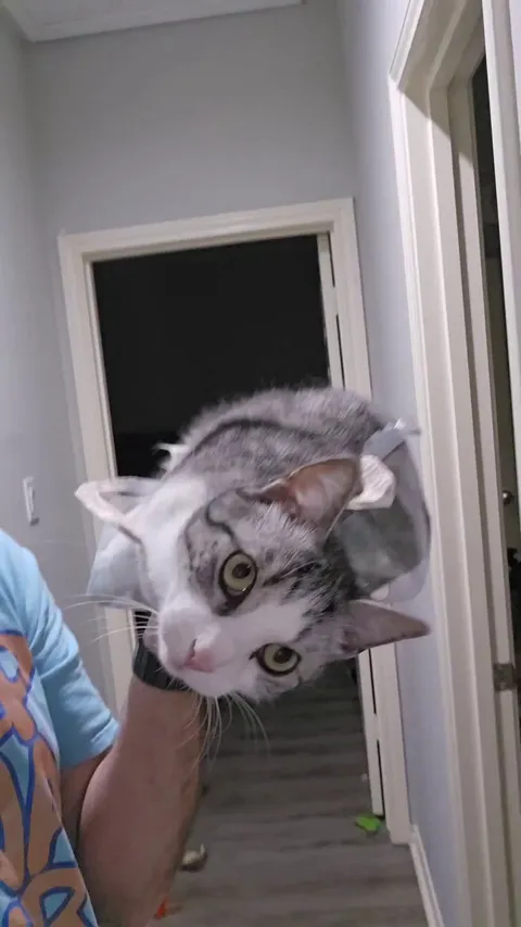 He loves to be carried down the stairs in different ways