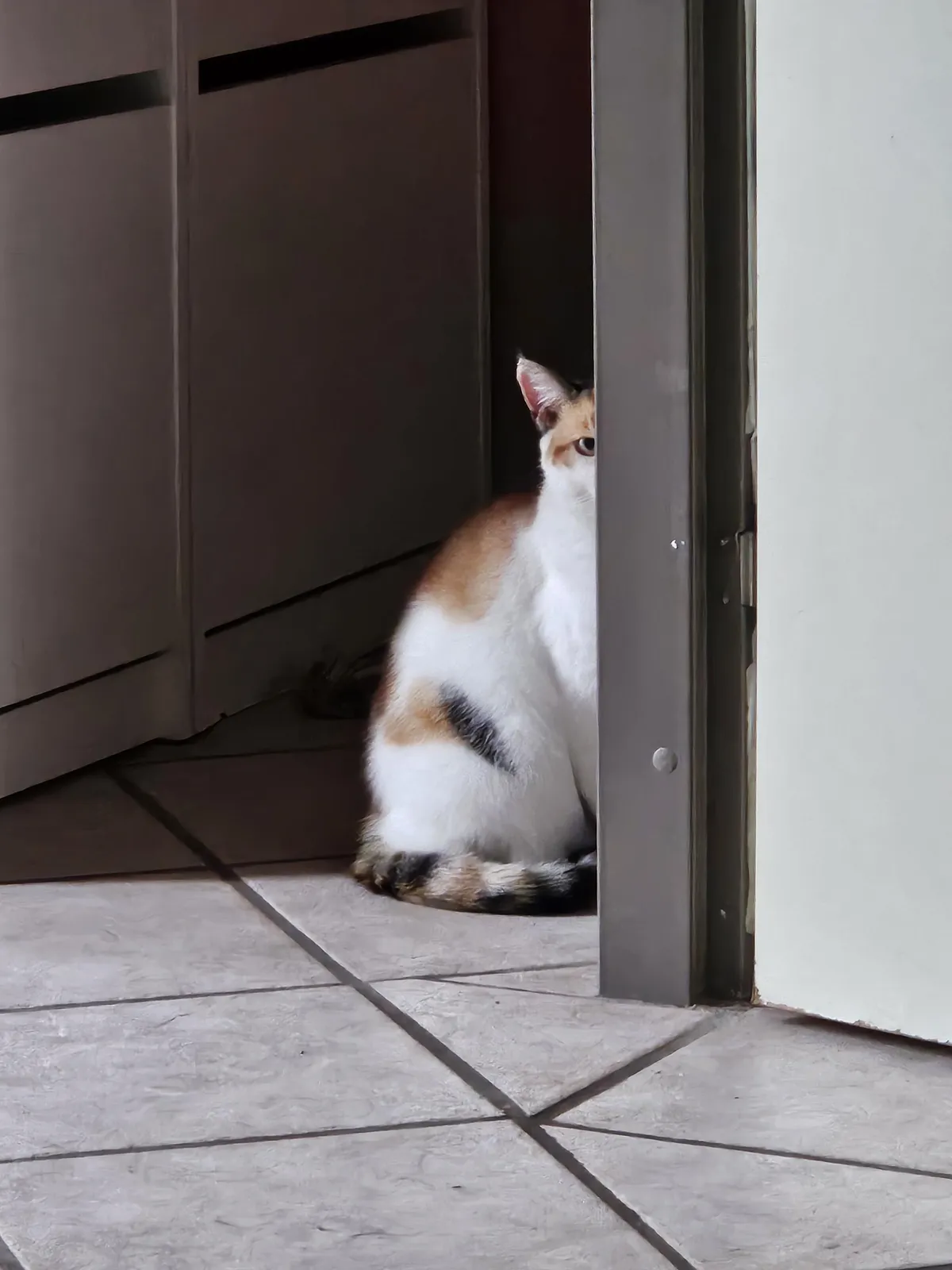 Shes mostly outside in the summer, but was begging to come inside. So I grabbed her and put her by the food. She doesn't eat it, instead she just stares at me like this.