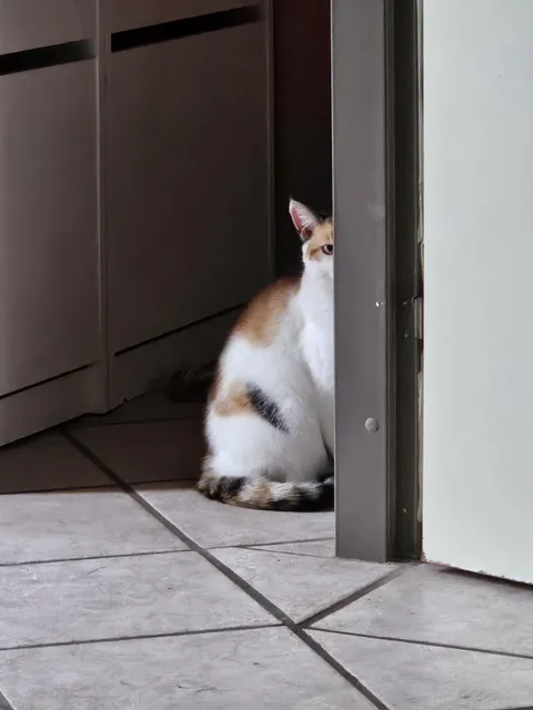 Shes mostly outside in the summer, but was begging to come inside. So I grabbed her and put her by the food. She doesn't eat it, instead she just stares at me like this.