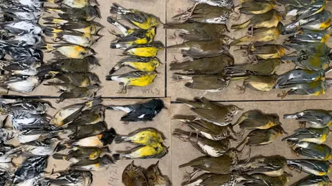 PETA says that the billions of bird deaths caused by glass buildings is due to architects' "simple indifference"