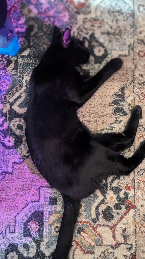 This is my new boy, Oney.