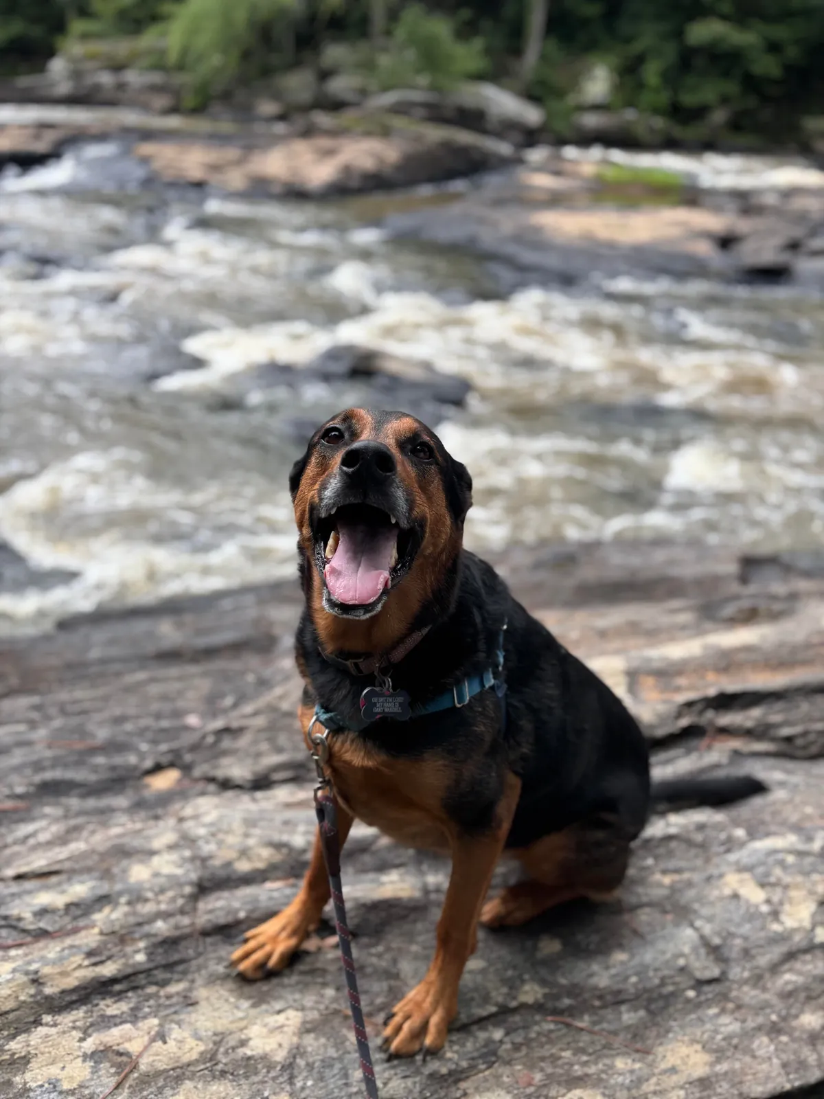 It’s Gary! My goofy, handsome, spoiled boy