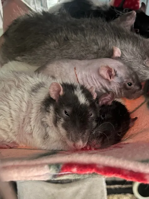 They have other hammocks