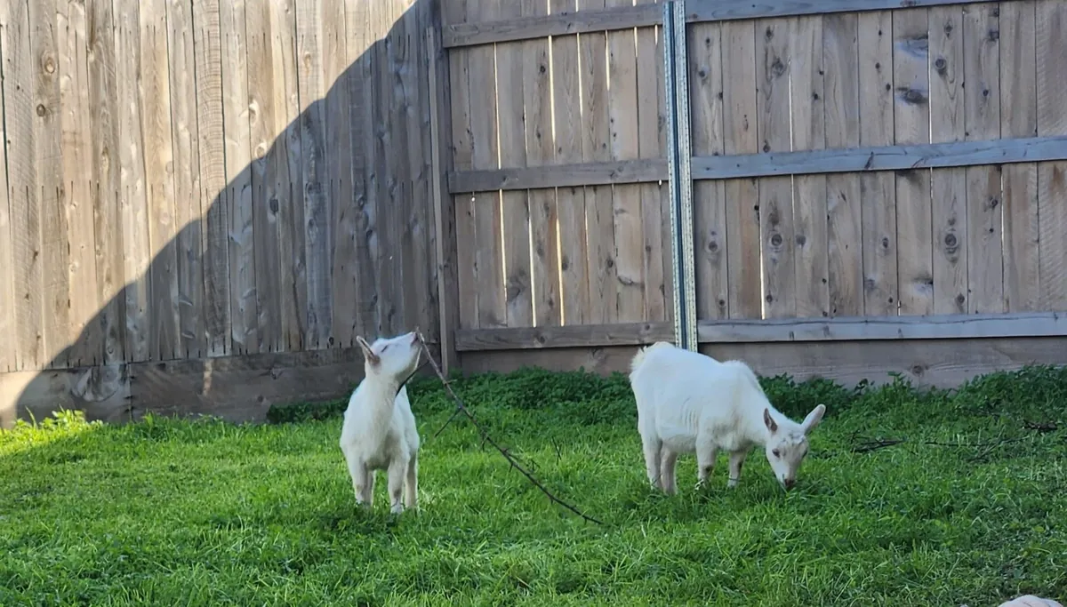 UPDATE: Stinging nettle everywhere! (I hired GOATS!)