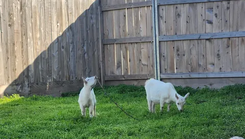 UPDATE: Stinging nettle everywhere! (I hired GOATS!)