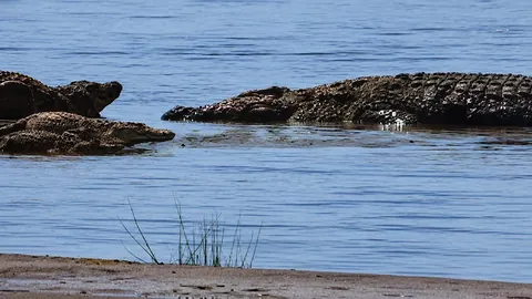 Gustave- The Man Eating Nile crocodile rumored to have killed as many as 200-300 people